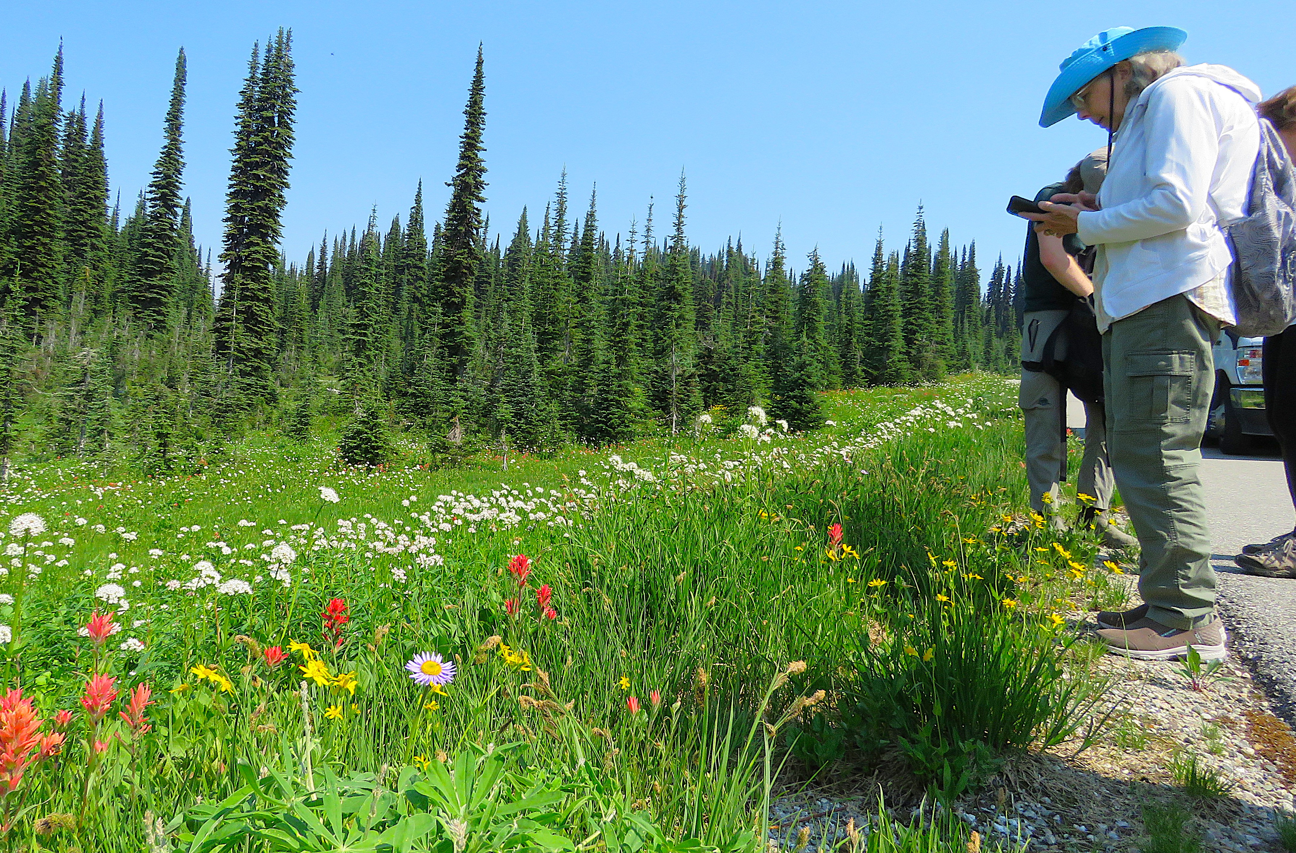 Catherine Stedman examines mountain wildflowers along a roadside in the Canadian Rockies, surrounded by colorful wildflowers and evergreen trees.